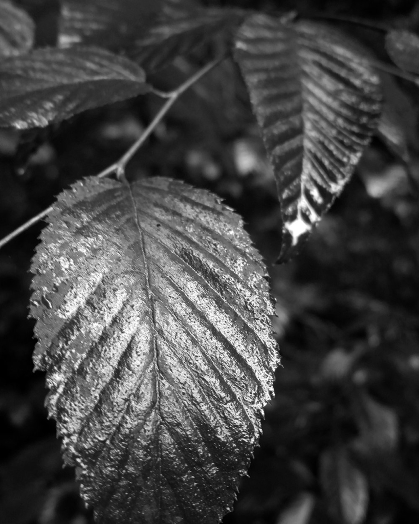 Black & White fine art nature photography - Pennsylvania