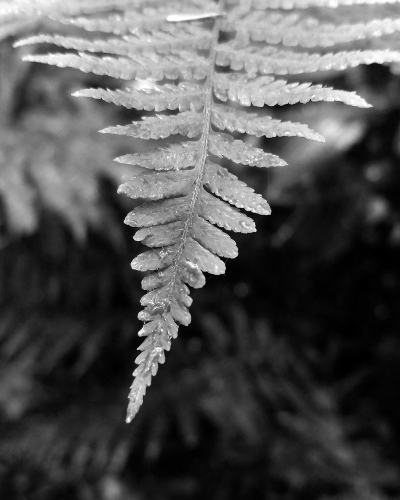 Black & White fine art nature photography - Pennsylvania