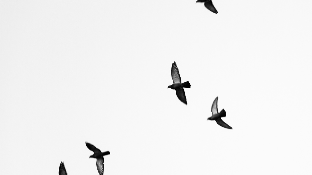 Birds Flying - Harrisburg, Pennsylvania - fine art nature photography