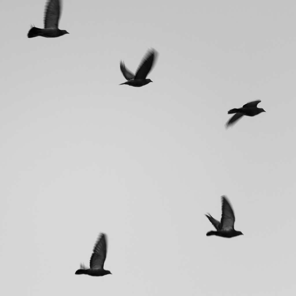 Birds Flying - Harrisburg, Pennsylvania - fine art nature photography