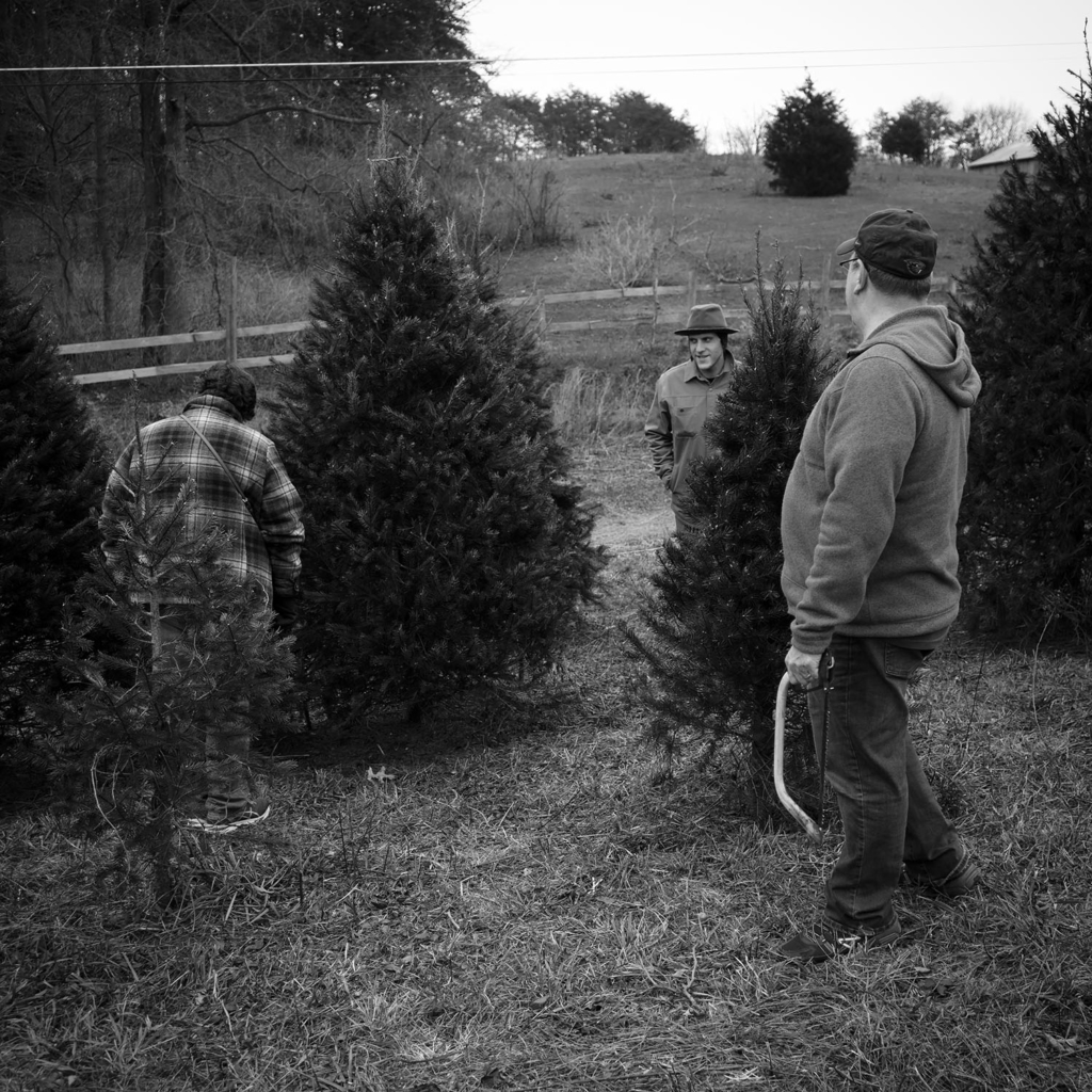 Christmas Tree Farm - Perry County, Pennsylvania - photography