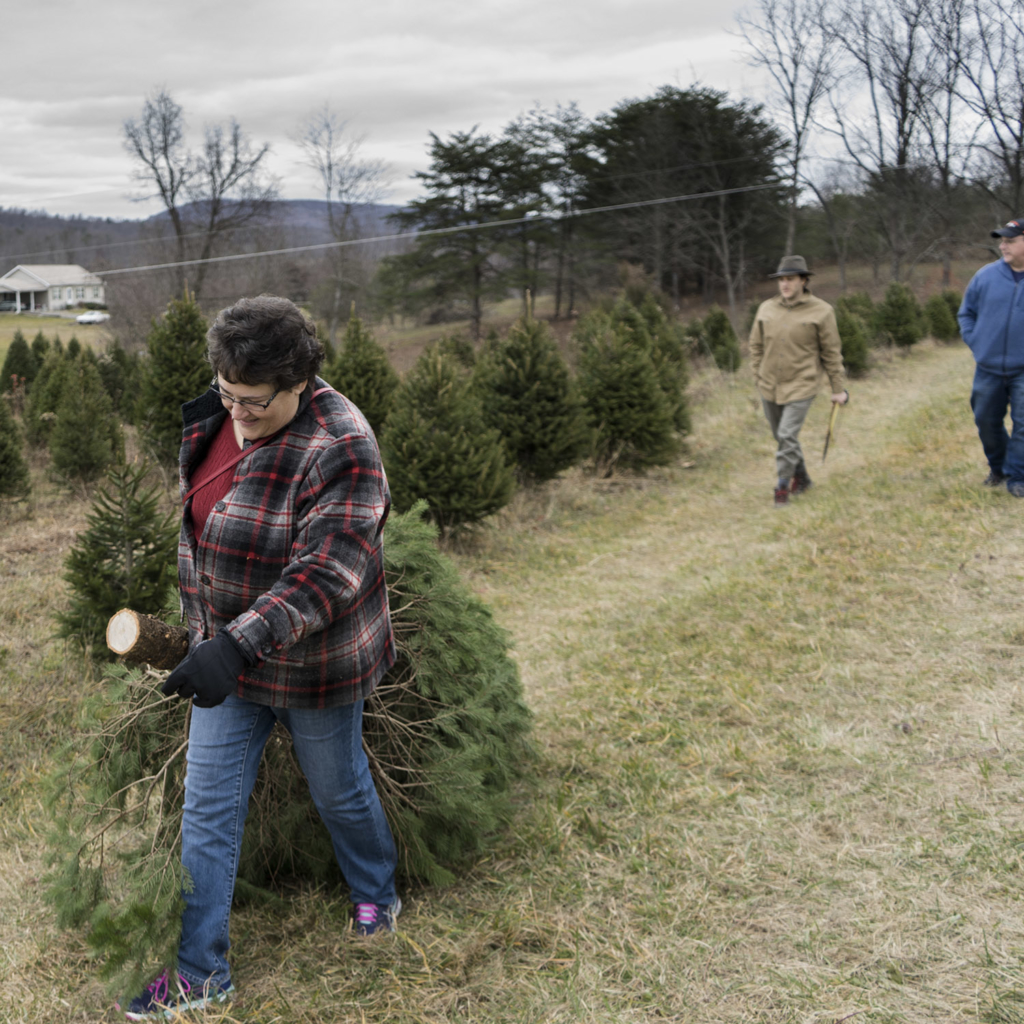 Christmas Tree Farm - Perry County, Pennsylvania - photography