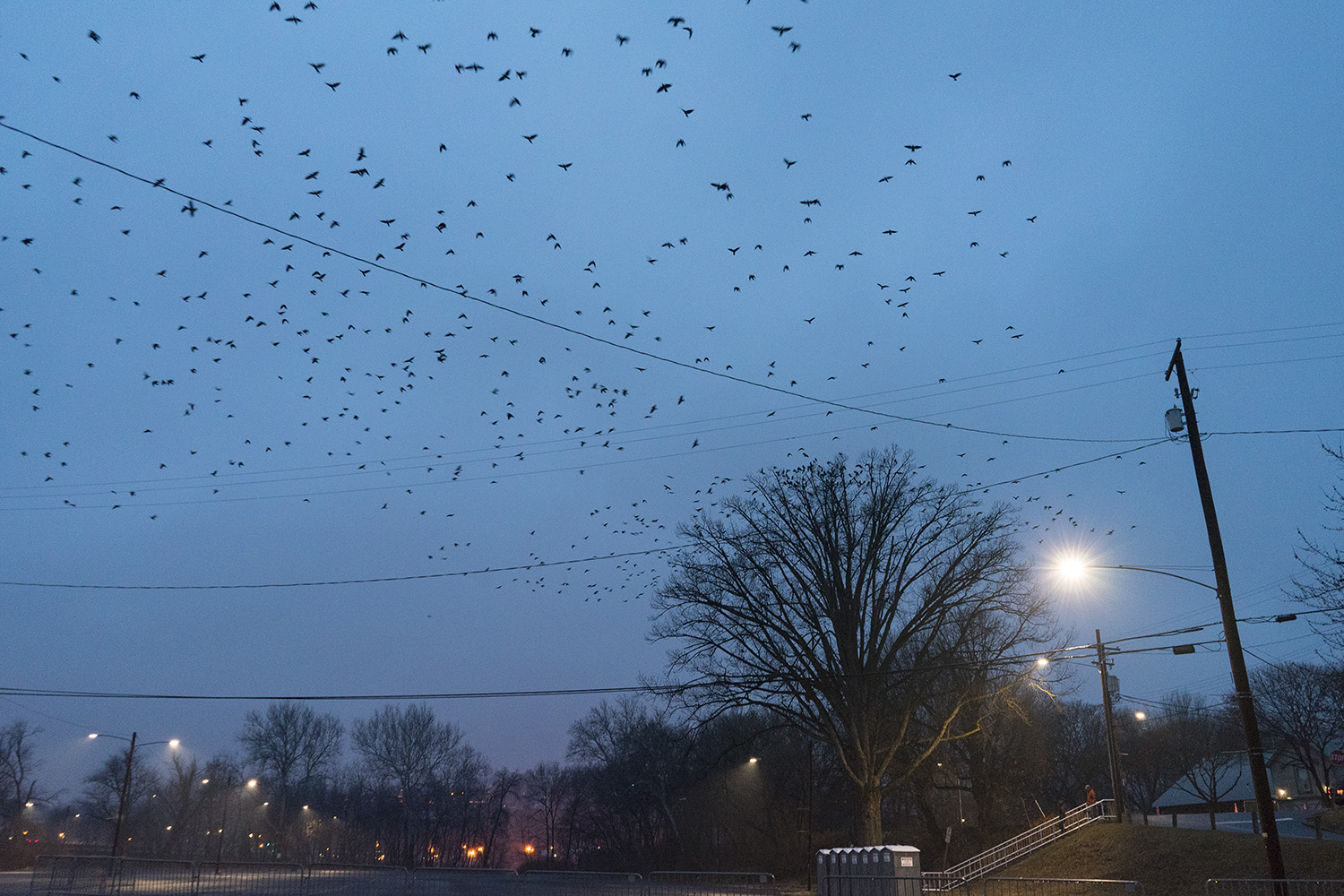 Crows - Harrisburg, Pennsylvania - fine art nature photography
