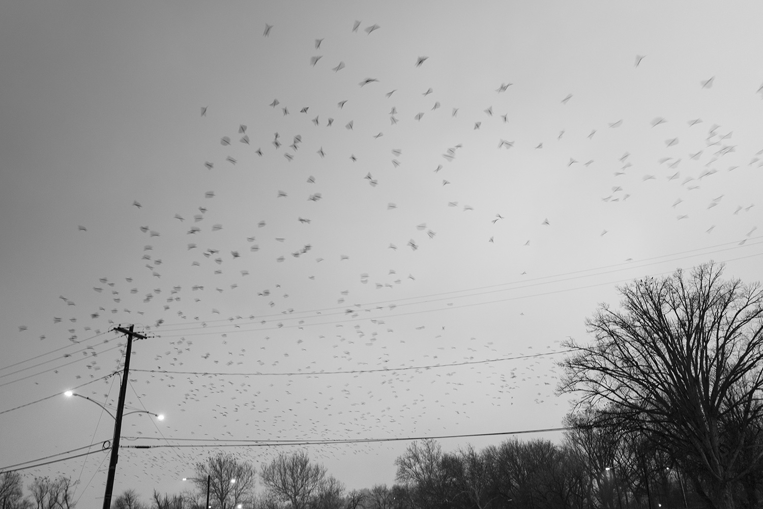 Crows - Harrisburg, Pennsylvania - fine art nature photography
