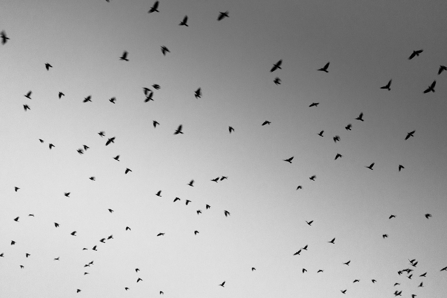 Crows - Harrisburg, Pennsylvania - fine art nature photography
