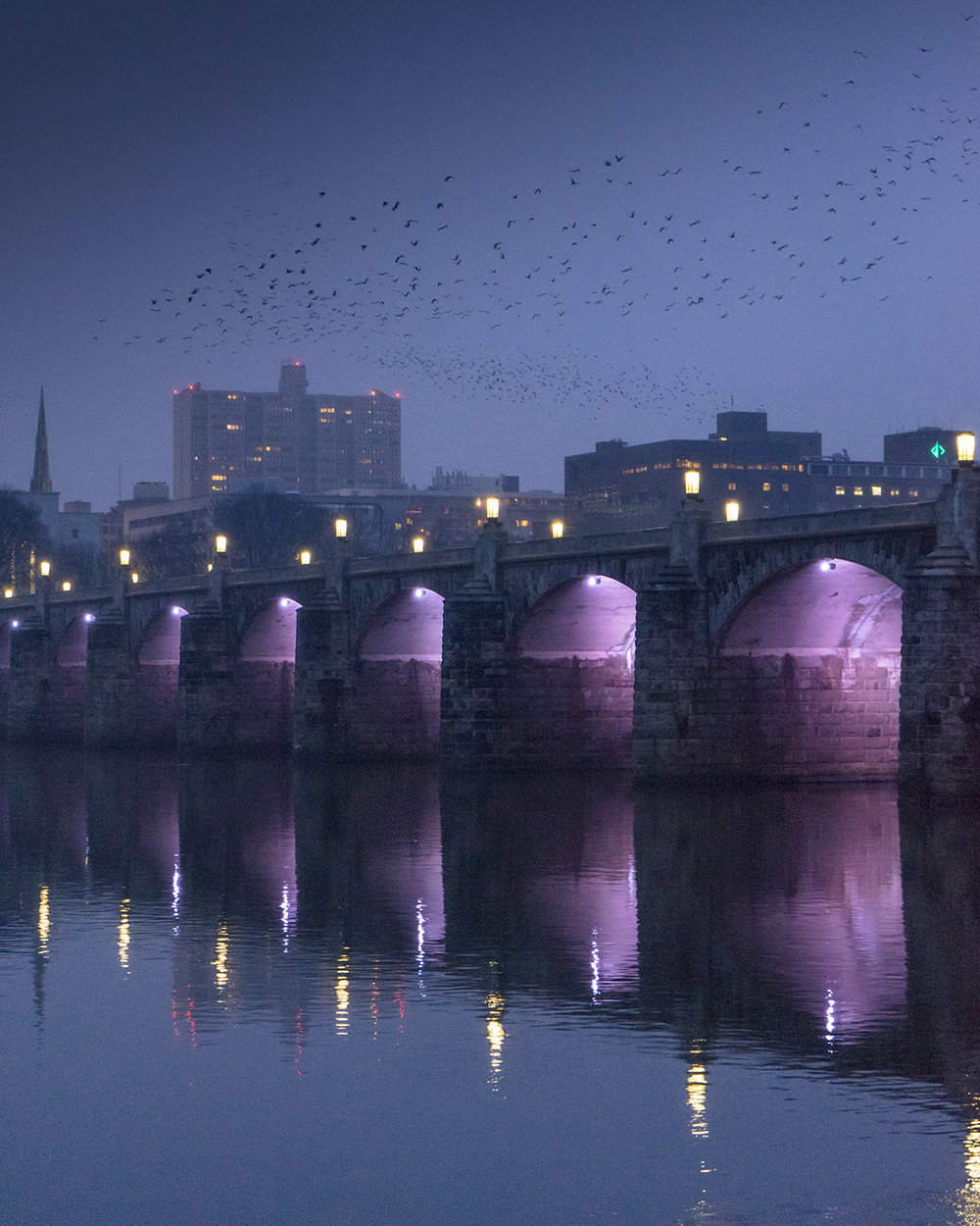 Crows - Harrisburg, Pennsylvania - fine art nature photography