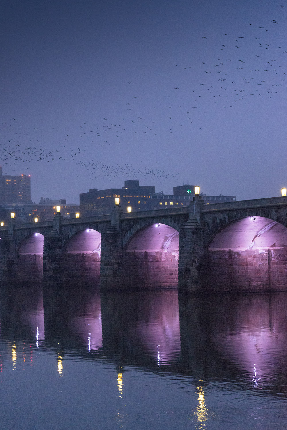 Crows - Harrisburg, Pennsylvania - fine art nature photography