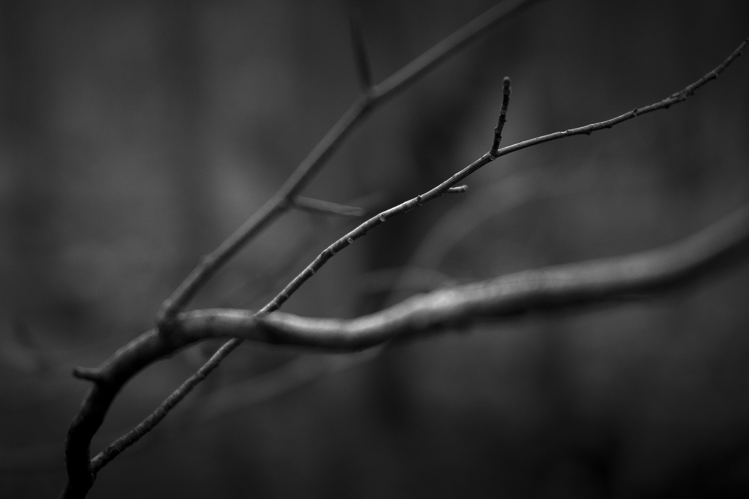 nature photography - Harrisburg, Pennsylvania