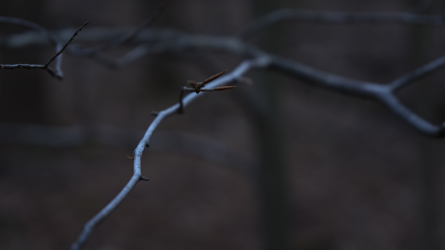 nature photography - Harrisburg, Pennsylvania