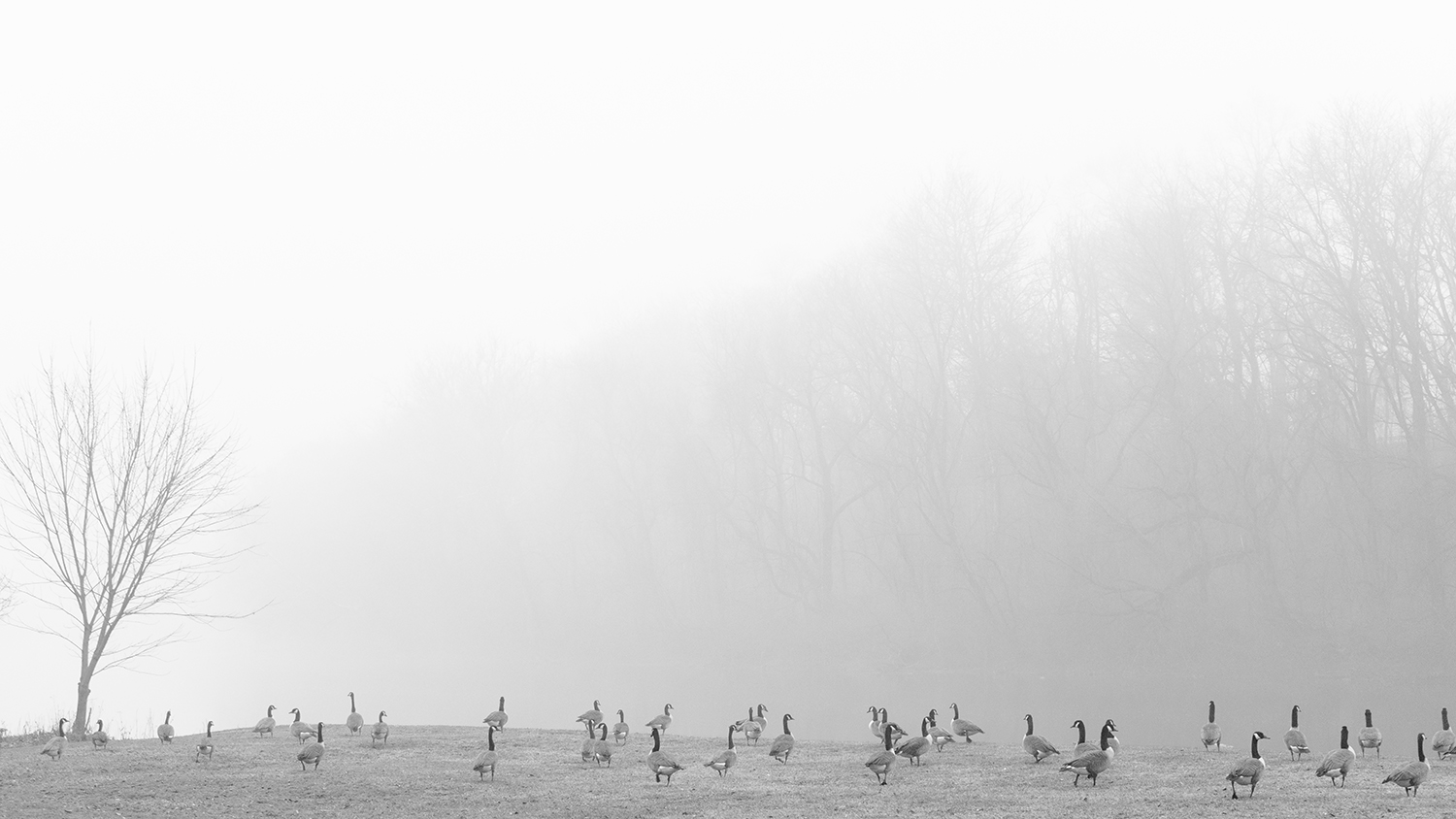 Canada Geese - fine art nature photography - Harrisburg, Pennsylvania