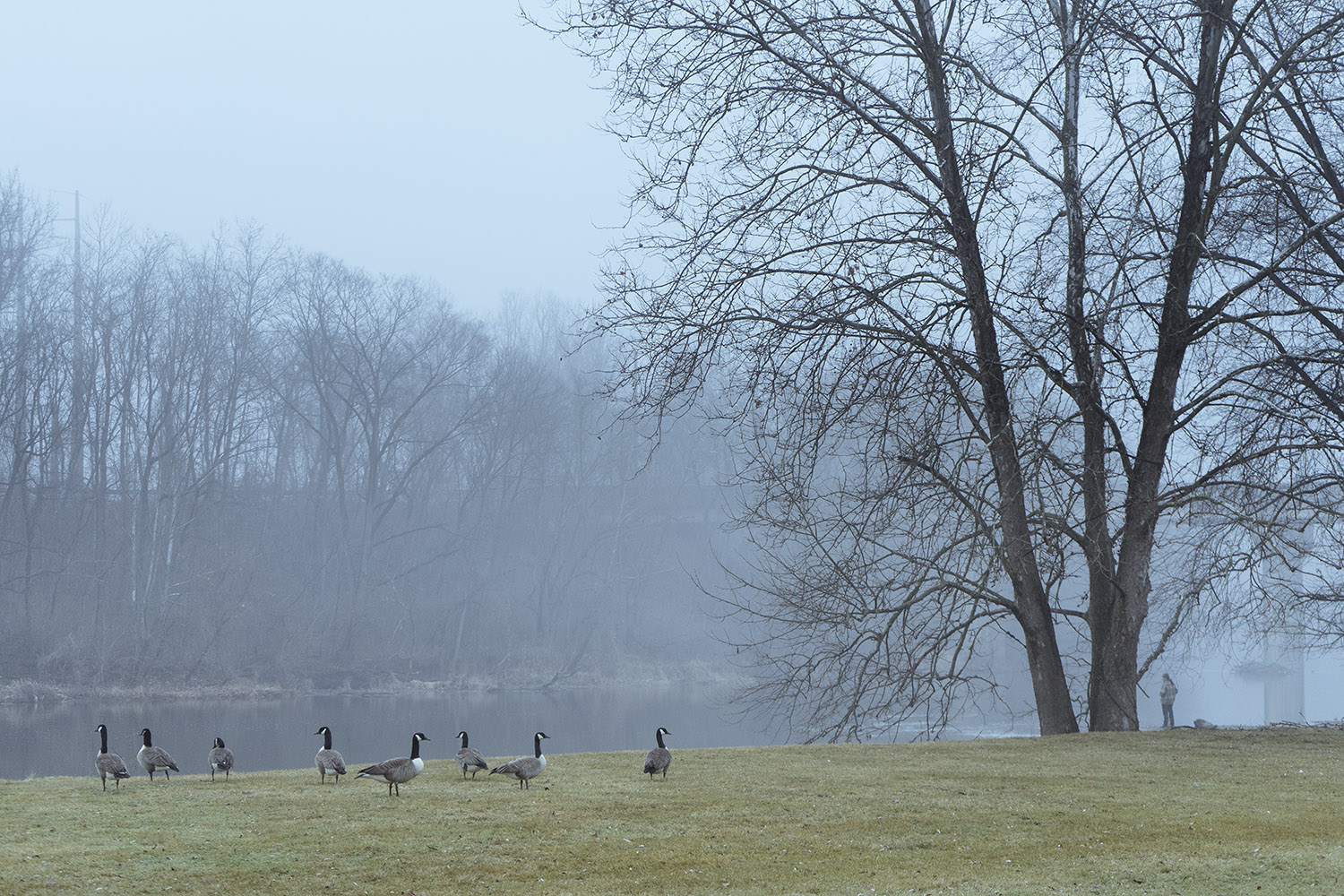 Canada Geese - fine art nature photography - Harrisburg, Pennsylvania