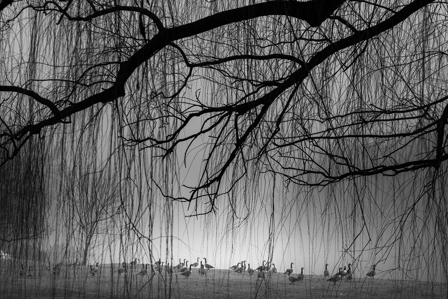 Canada Geese - fine art nature photography - Harrisburg, Pennsylvania