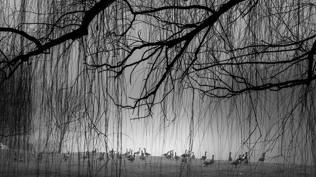 Canada Geese - fine art nature photography - Harrisburg, Pennsylvania