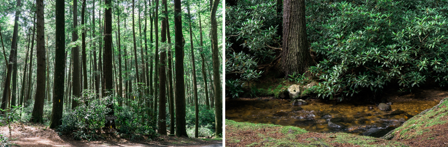 Alan Seeger Natural Area - Rothrock State Forest - Pennsylvania - photography