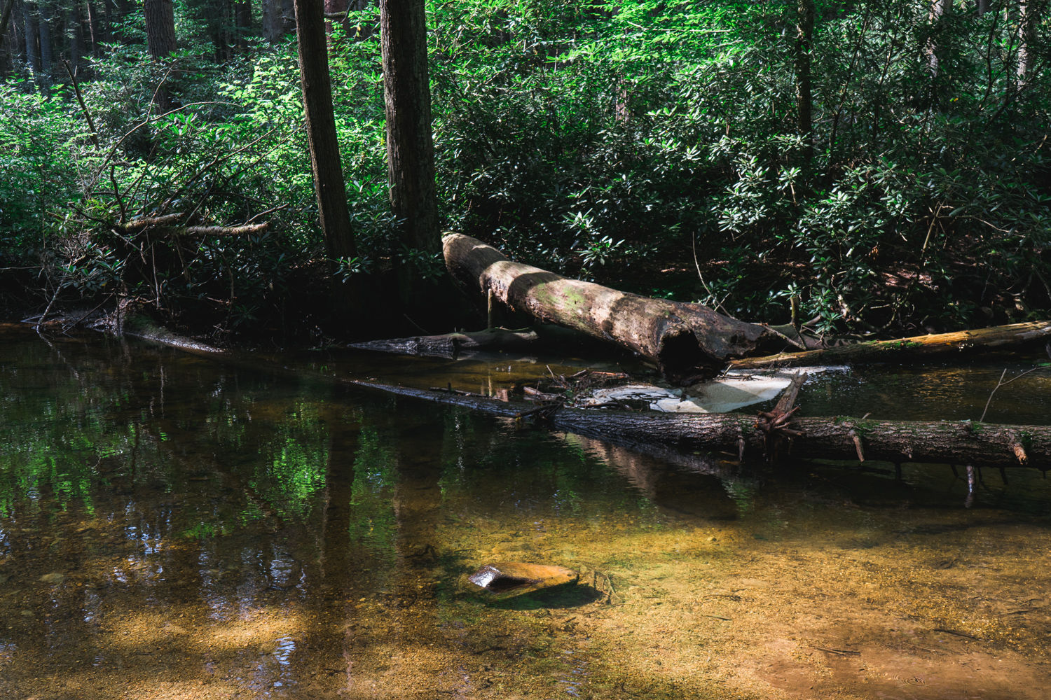 Alan Seeger Natural Area - Rothrock State Forest - Pennsylvania - photography
