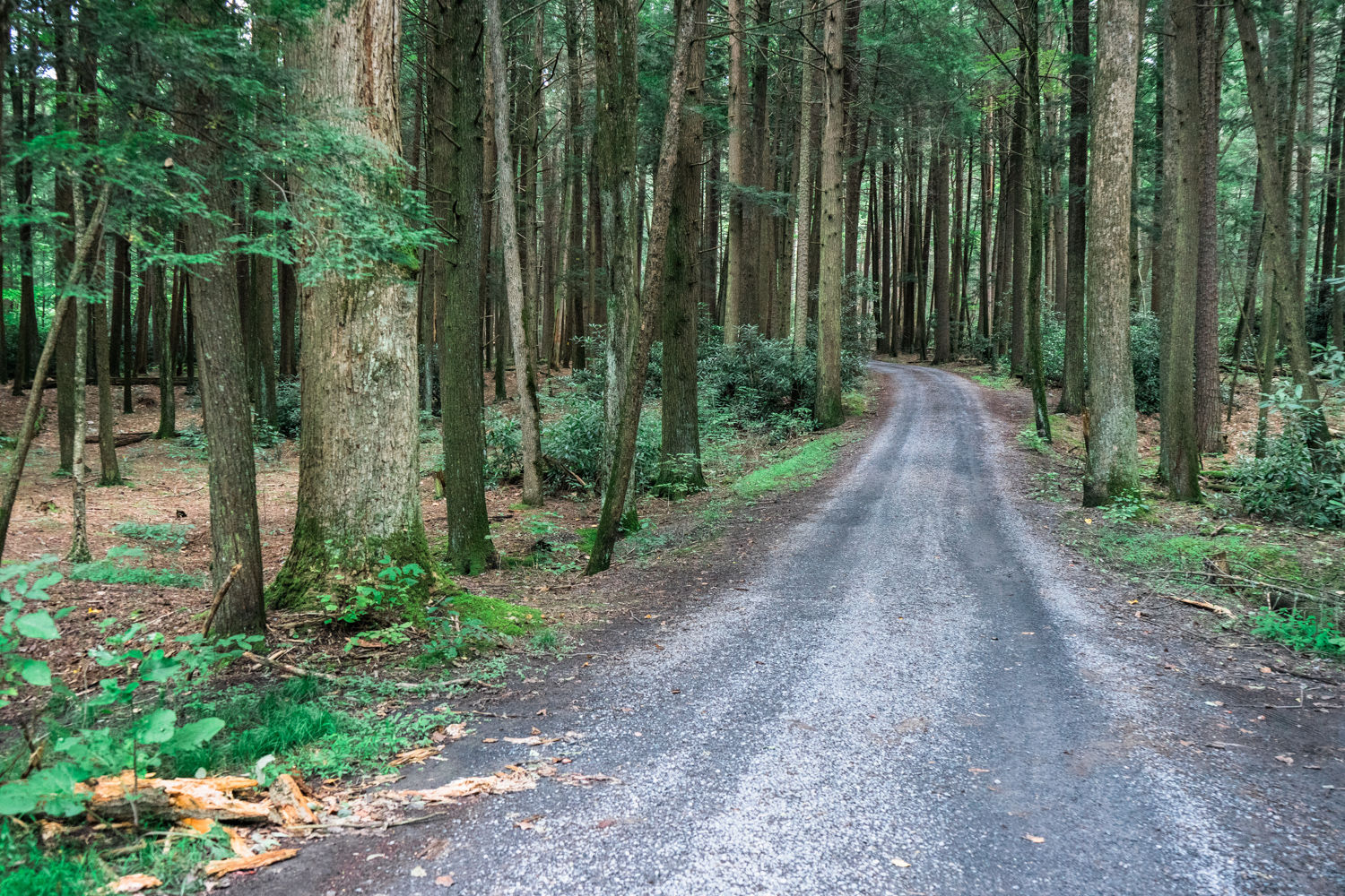 Alan Seeger Natural Area - Rothrock State Forest - Pennsylvania - photography