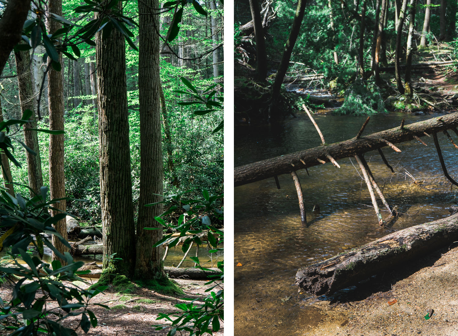Alan Seeger Natural Area - Rothrock State Forest - Pennsylvania - photography