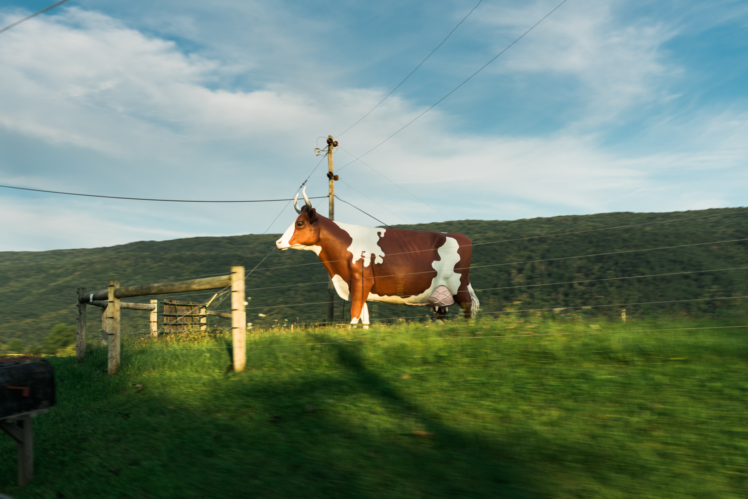 Cow Statue in rural Pennsylvania - travel photography