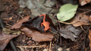 Eastern Red-Spotted Newt in Bald Eagle State Forest - Pennsylvania