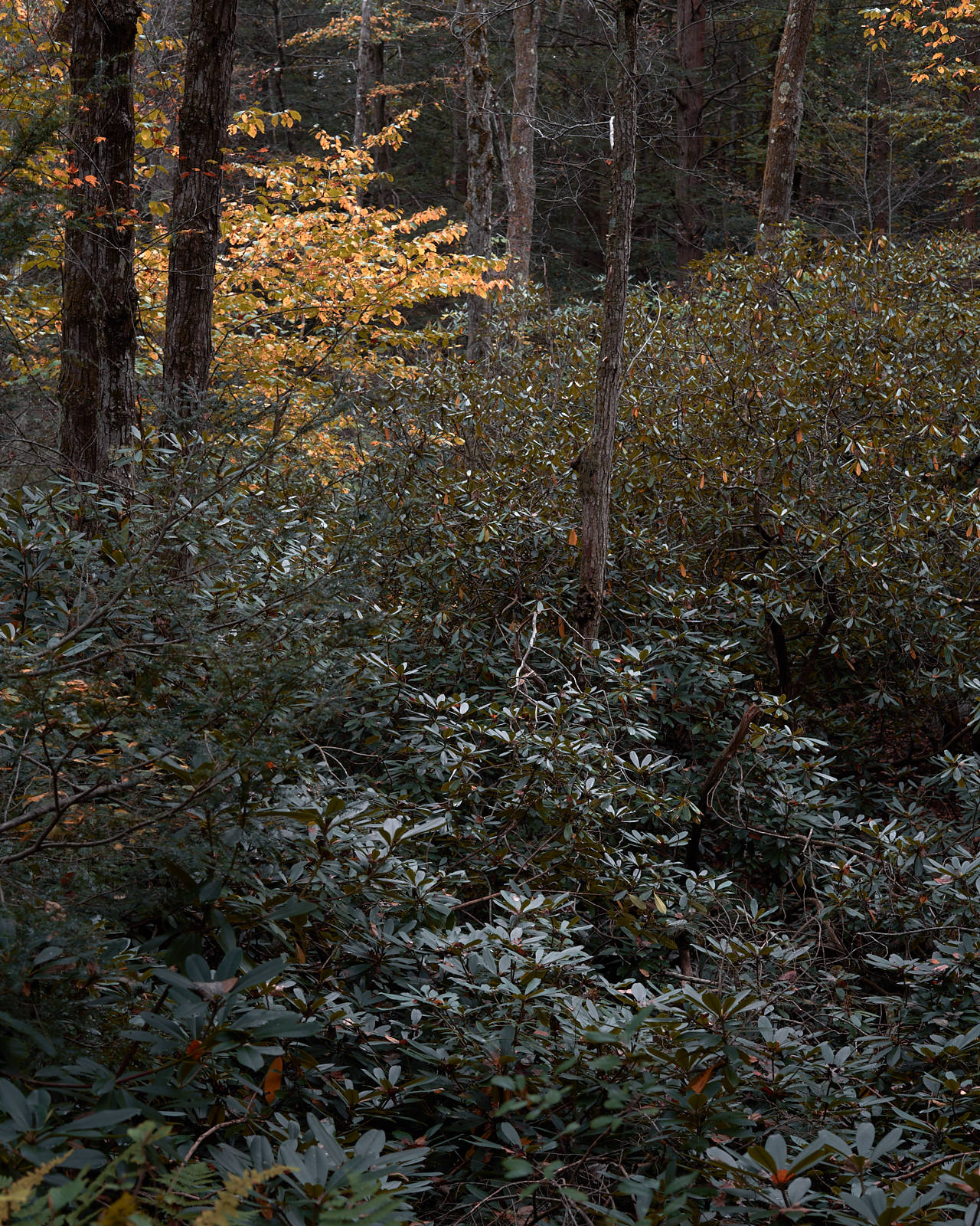 Autumn in Hickory Run State Park - White Haven, Pennsylvania