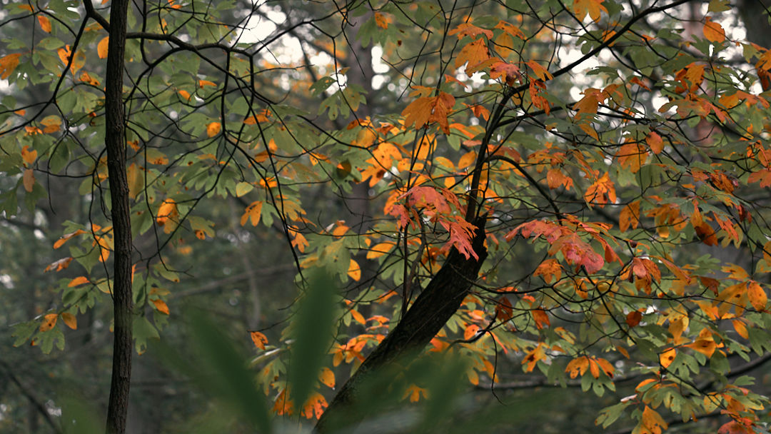 Autumn in Pennsylvania Forest - state game lands 211 - Harrisburg - fine art nature photography