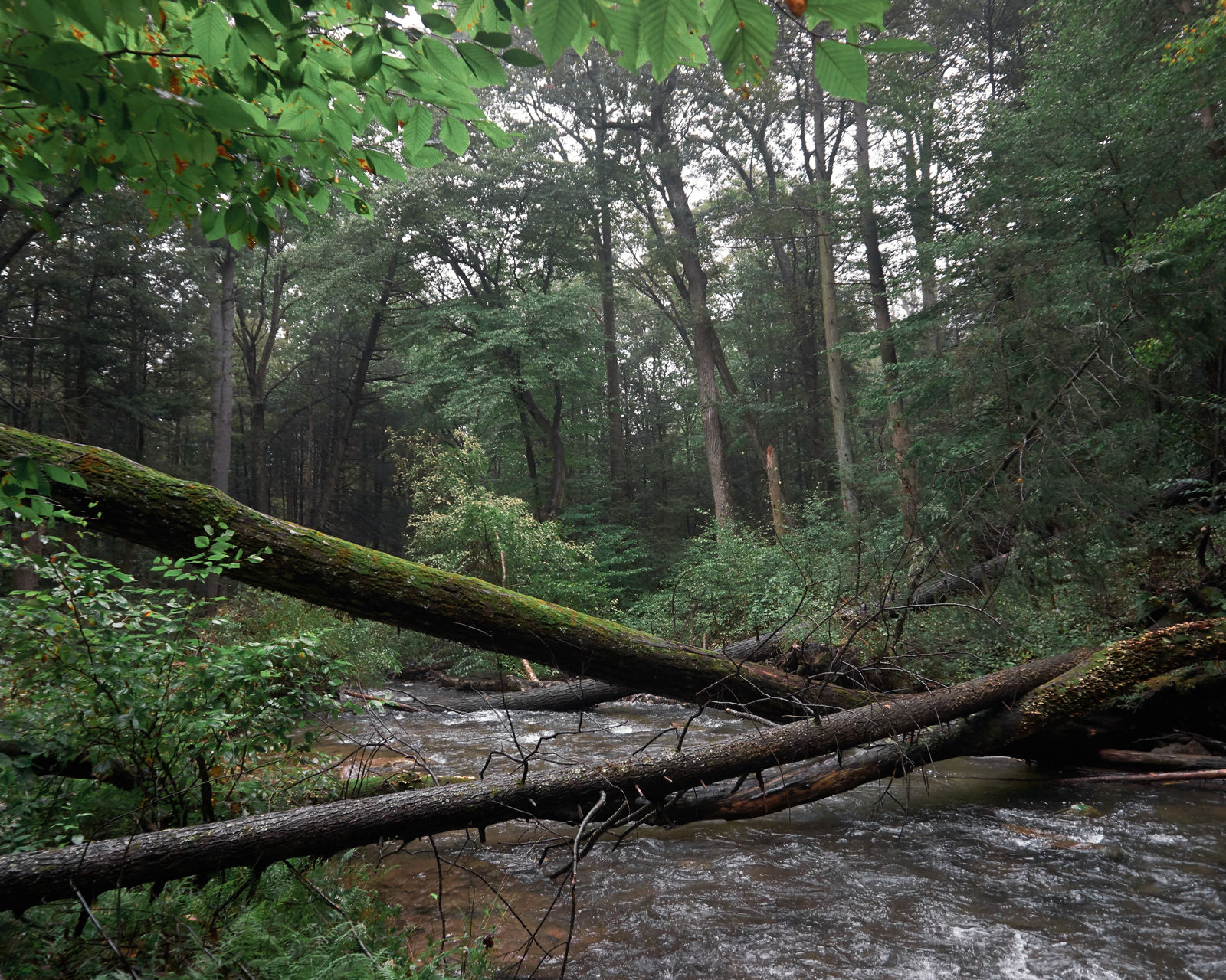 Tuscarora State Forest - Pennsylvania - nature - camping- hiking - backpacking - camping - fine art photography