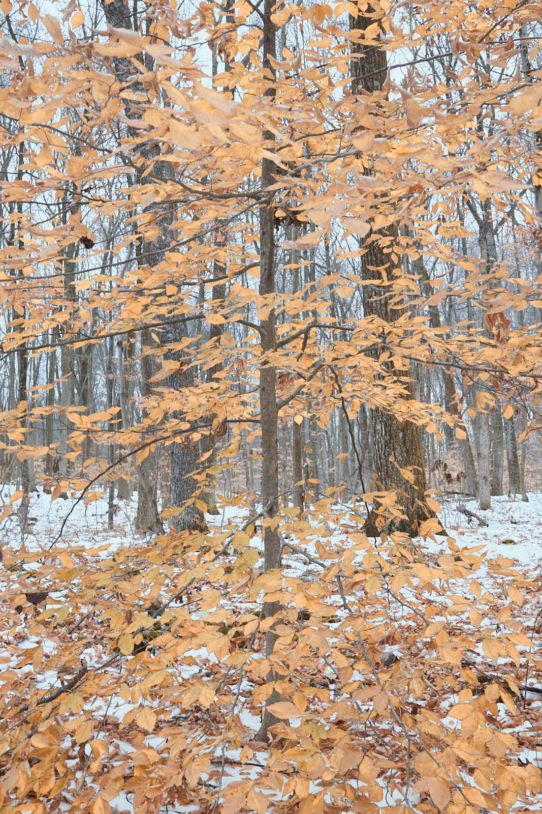 Beech Tree in a Snow Covered Forest - fine art nature photography - Pennsylvania
