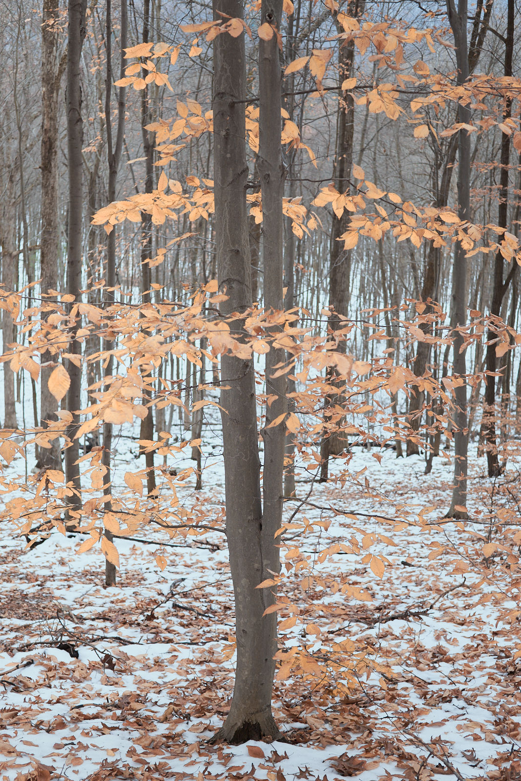 Beech Tree in a Snow Covered Forest - fine art nature photography - Pennsylvania