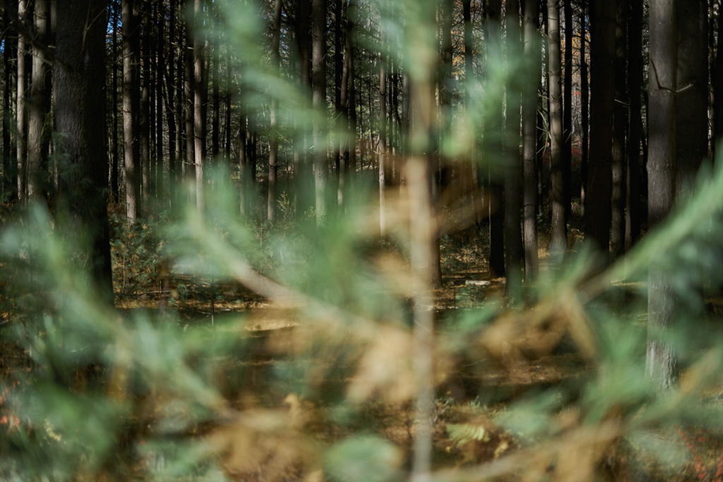 Michaux State Forest - fine art photography - Pennsylvania
