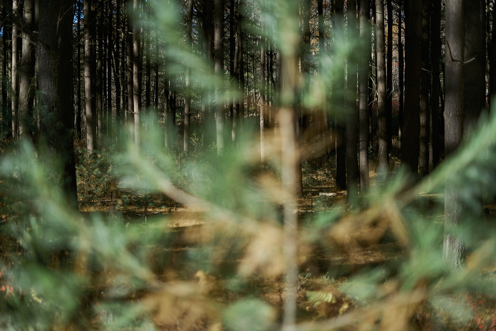 Michaux State Forest - fine art photography - Pennsylvania