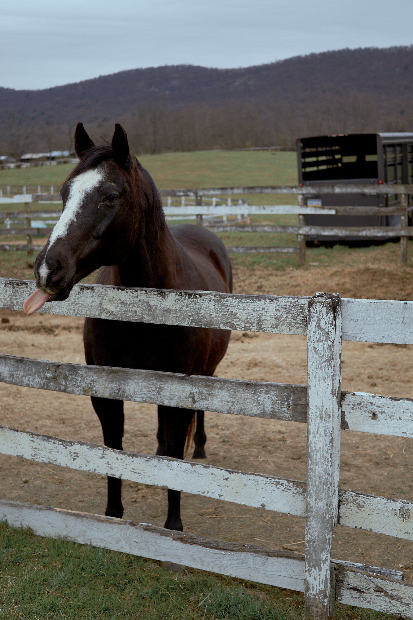 Big Sky Horse Farm, Carlisle, Pennsylvania, Documentary photography