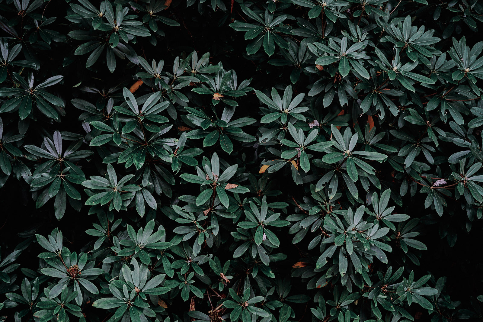 Fine Art Nature Photography - Rhododendron - Poconos - Pennsylvania