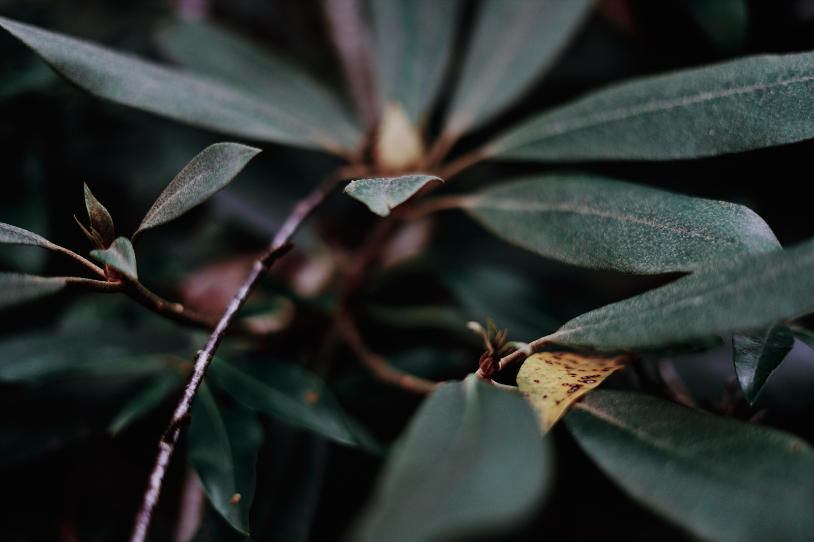 Fine Art Nature Photography - Rhododendron - Poconos - Pennsylvania
