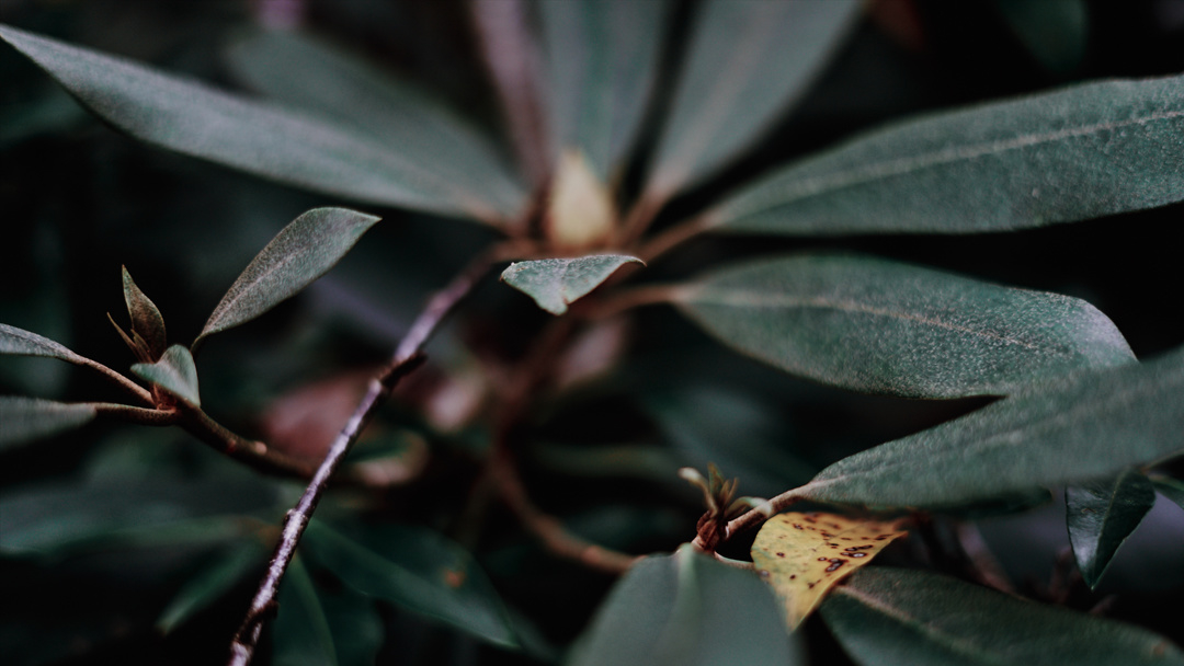 Rhododendron Brethren