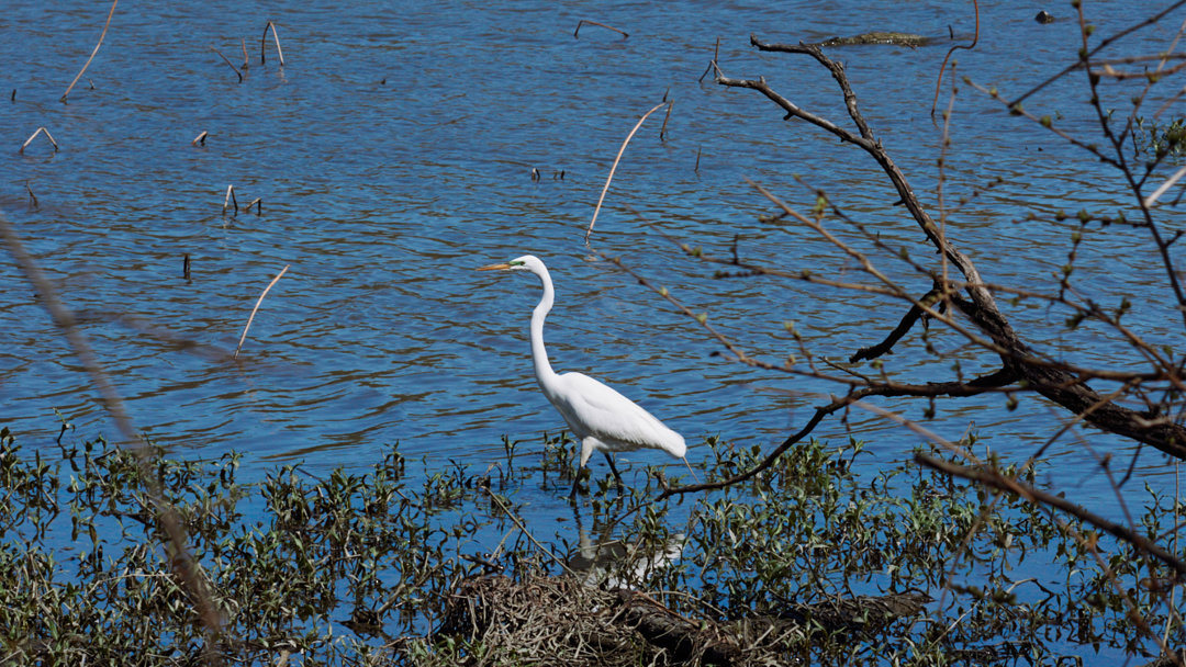 Wildwood Park & Lake - Harrisburg, Pennsylvania - Dauphin County - nature - hiking - bird watching