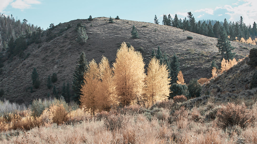 Medicine Bow National Forest